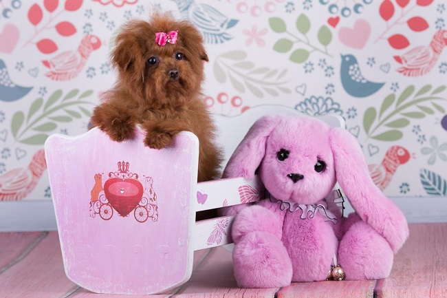 микро пудель