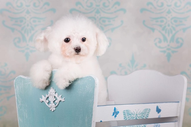 микро пудель