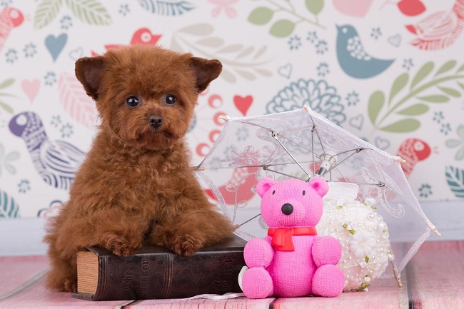 микро пудель