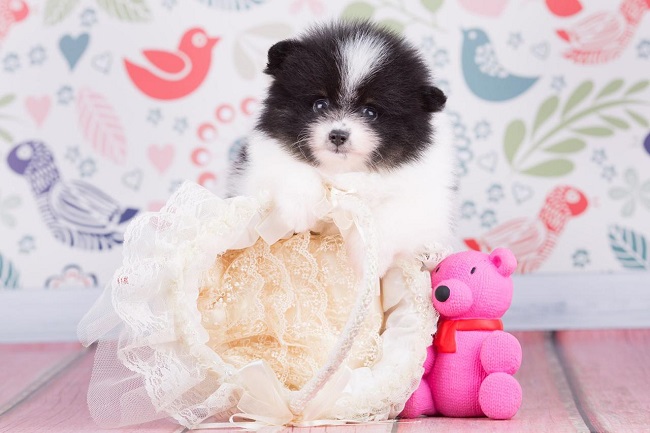 купить шпица