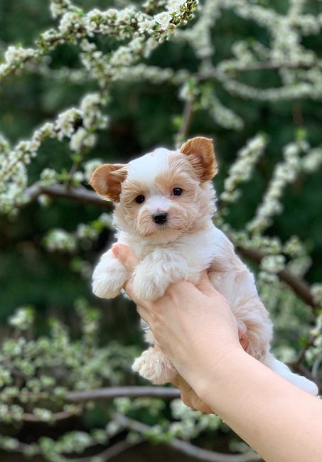 йоркширский терьер