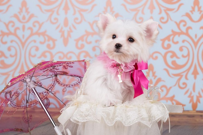 йоркширский терьер