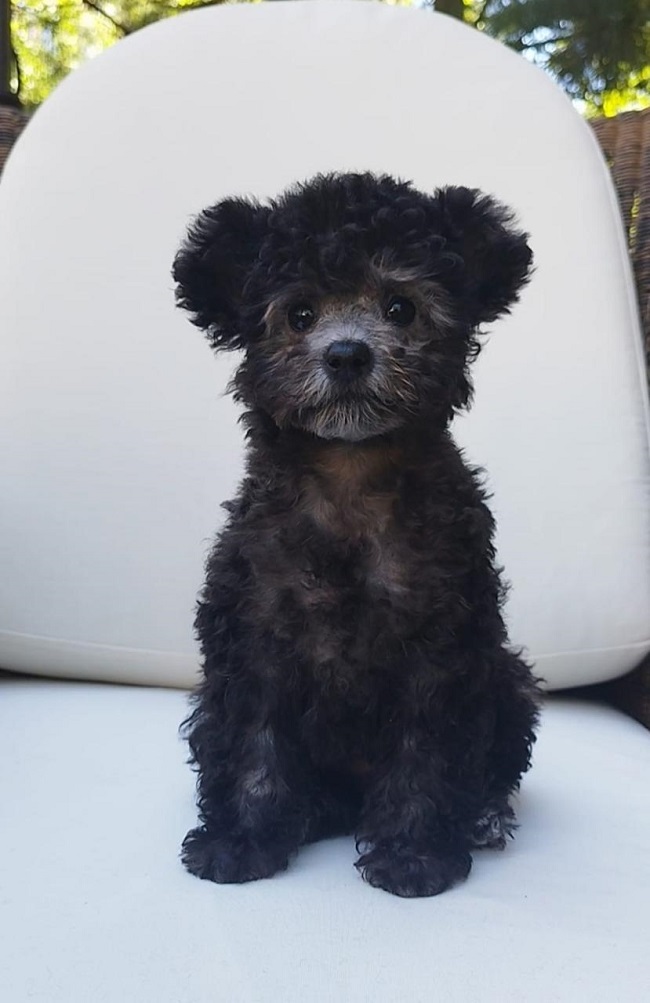 тедди пудель