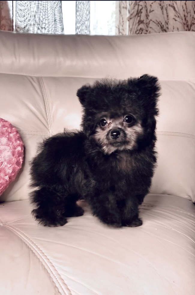 тедди пудель