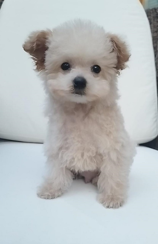 тедди пудель