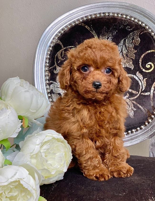 тедди пудель