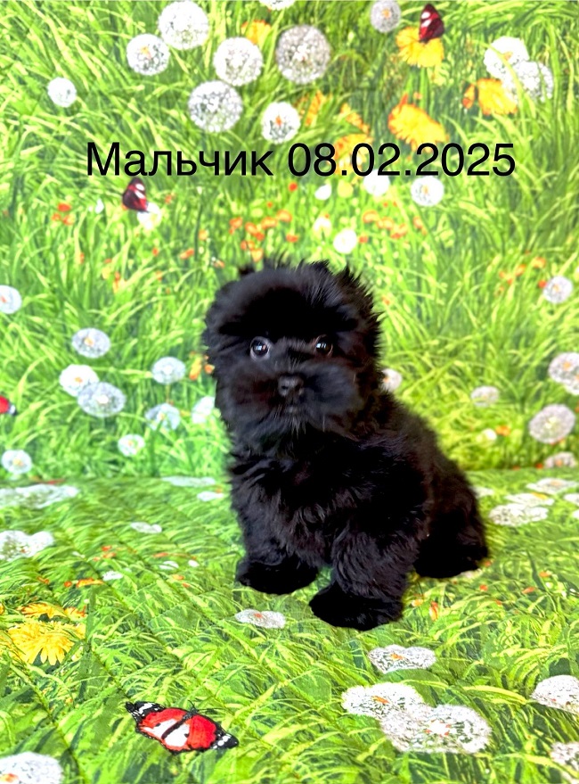 купить йорка в питомнике