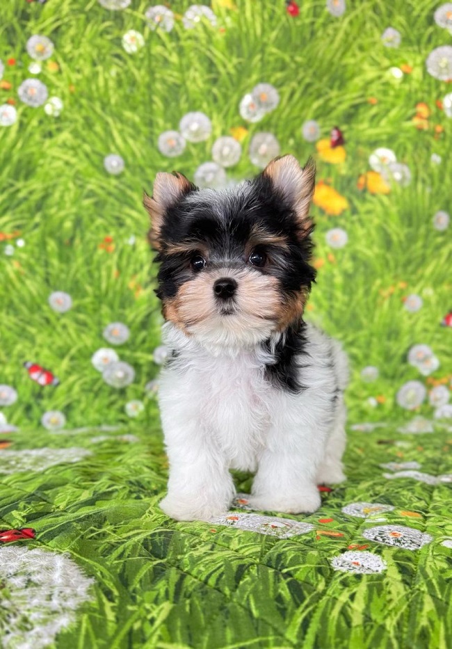 купить бивер йорка