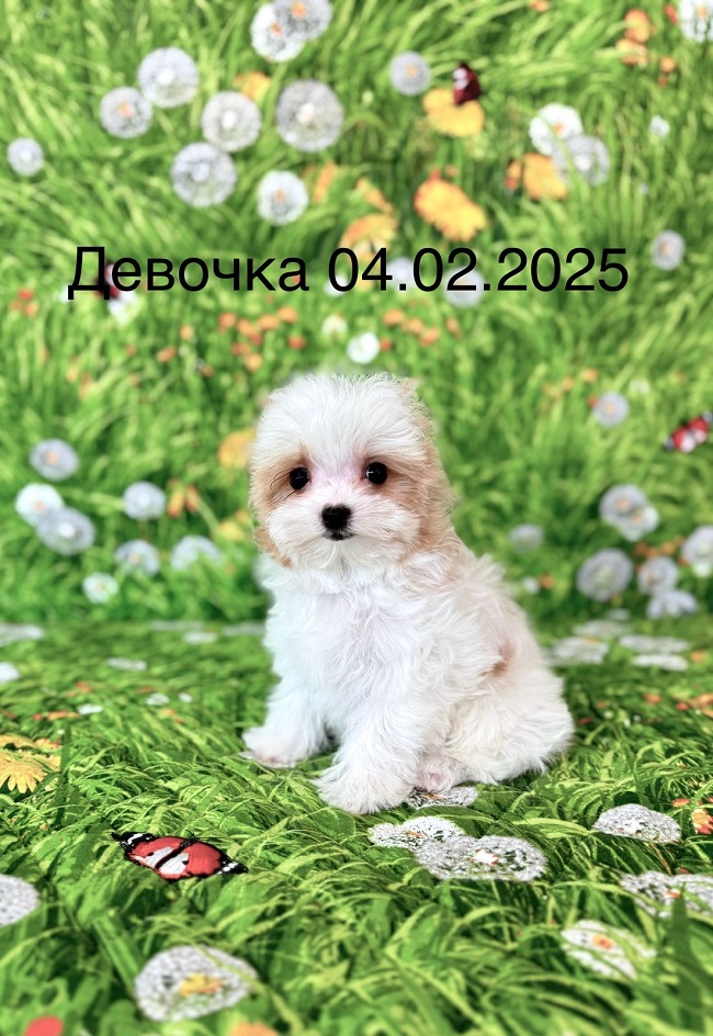 купить йорка в питомнике