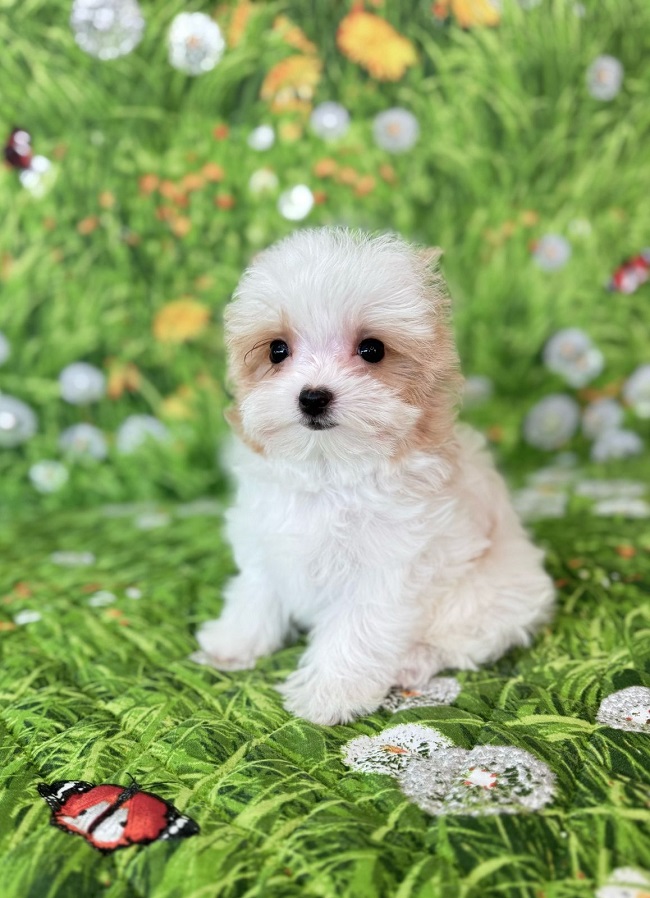 купить йорка в питомнике