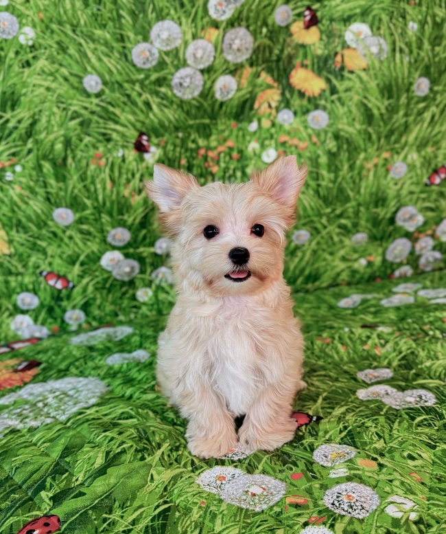 купить йорка в питомнике