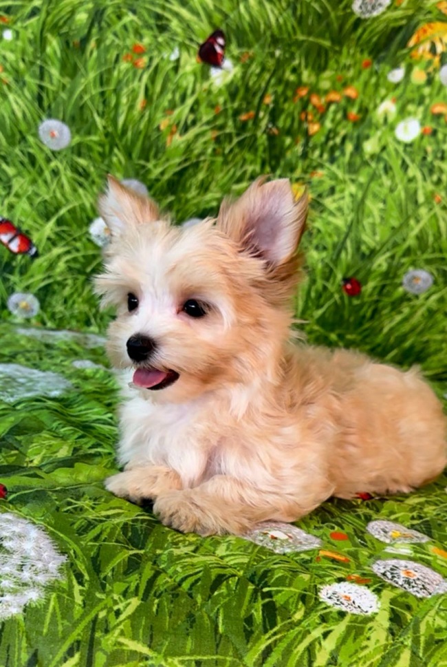 купить йорка в питомнике