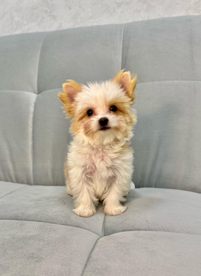 купить йорка в питомнике