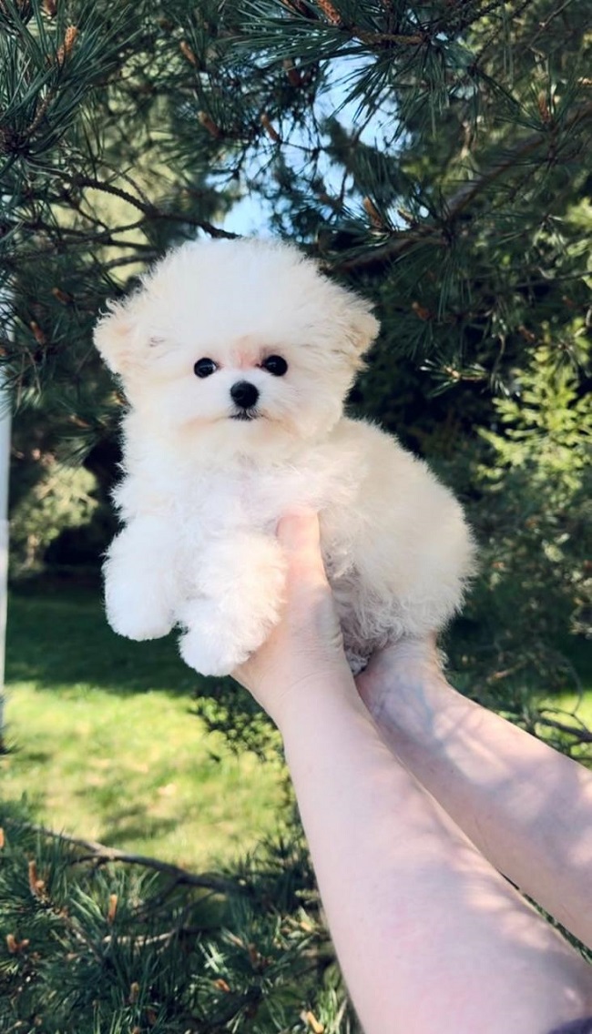 купить щенка бишон-фризе