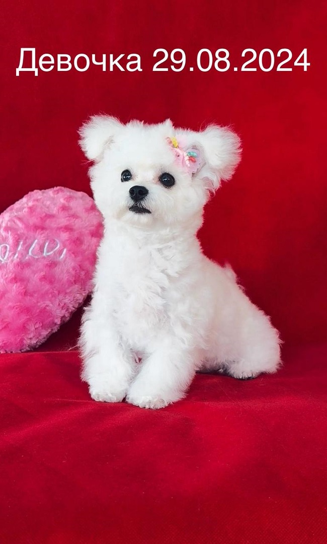 купить щенка бишон-фризе