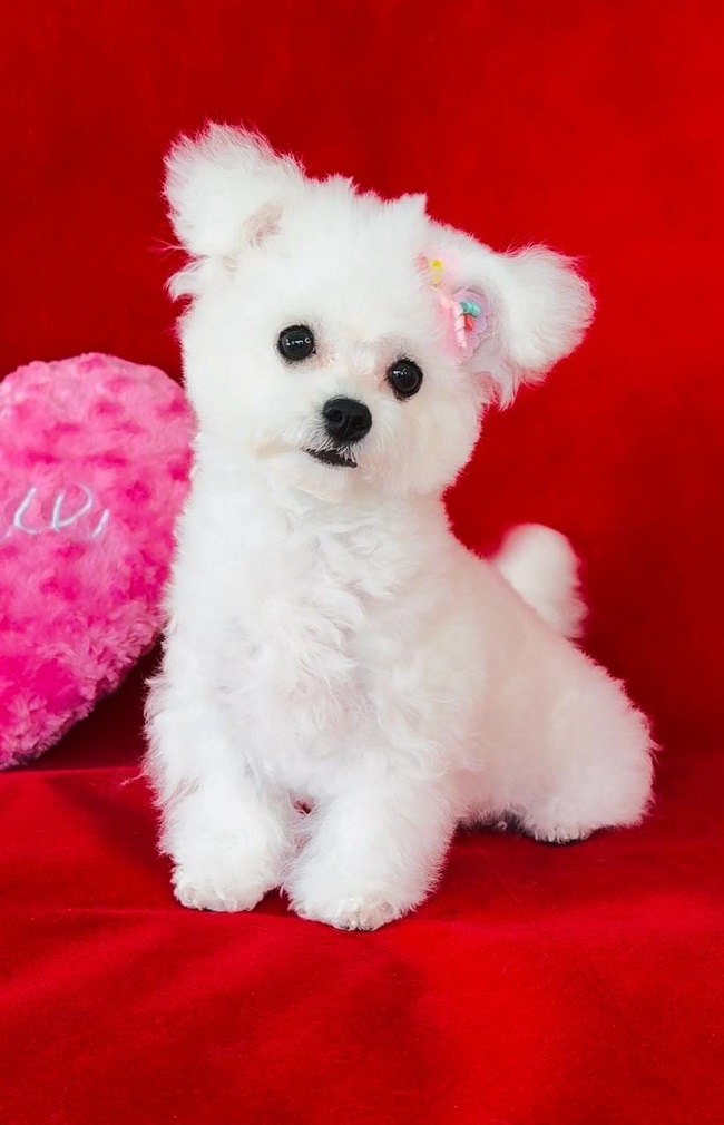 купить щенка бишон-фризе