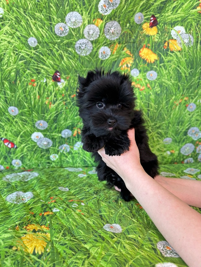 купить йорка в питомнике