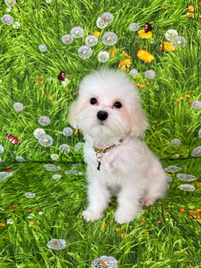 купить щенка бишон-фризе