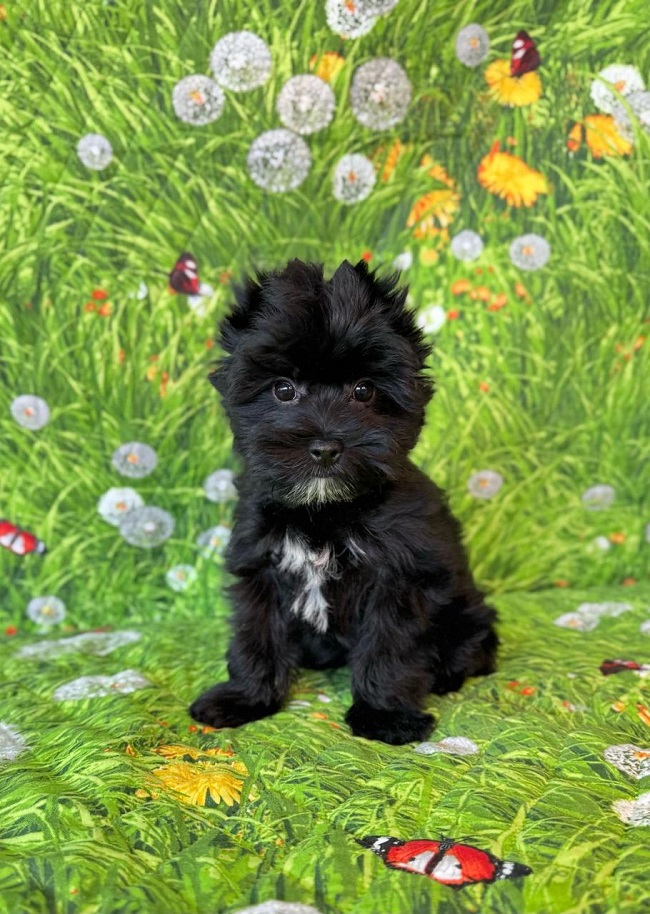 купить йорка в питомнике