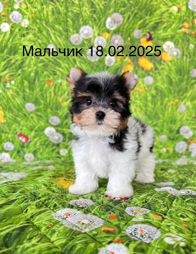 купить бивер йорка