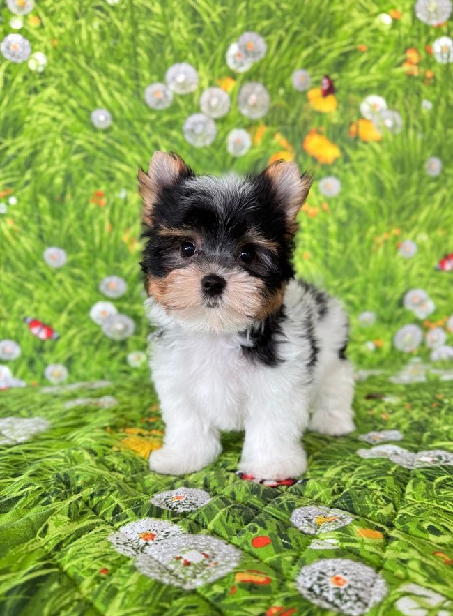 купить бивер йорка