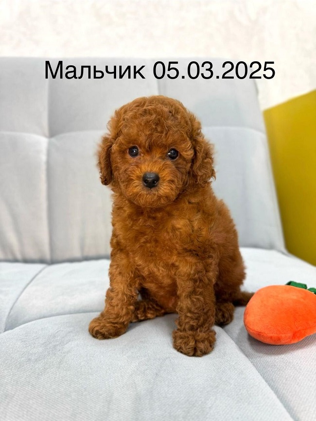 купить микро пуделя Тедди