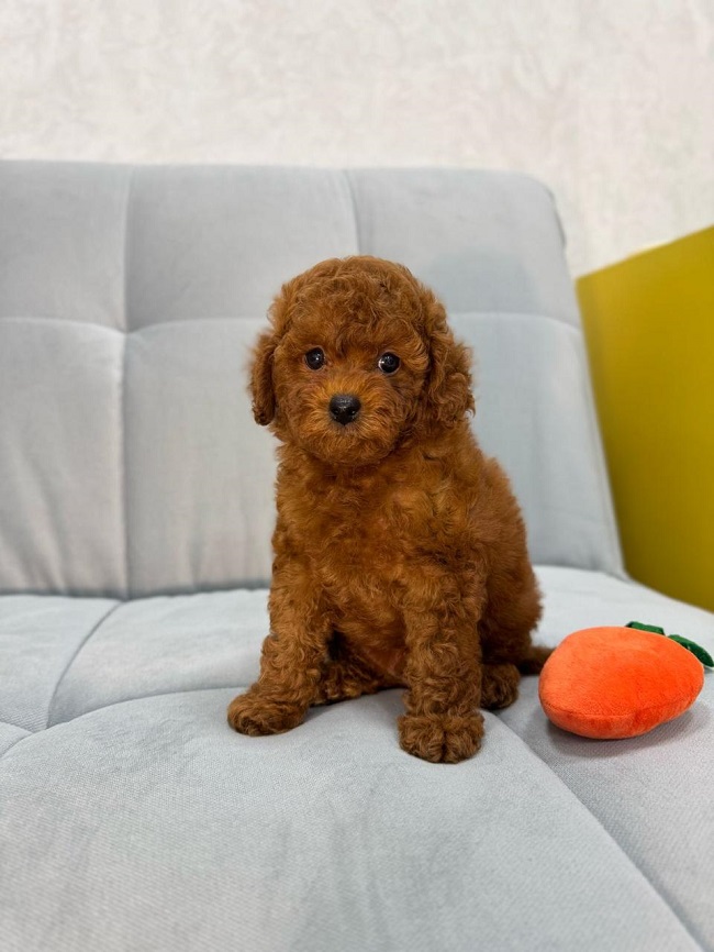 купить той пуделя