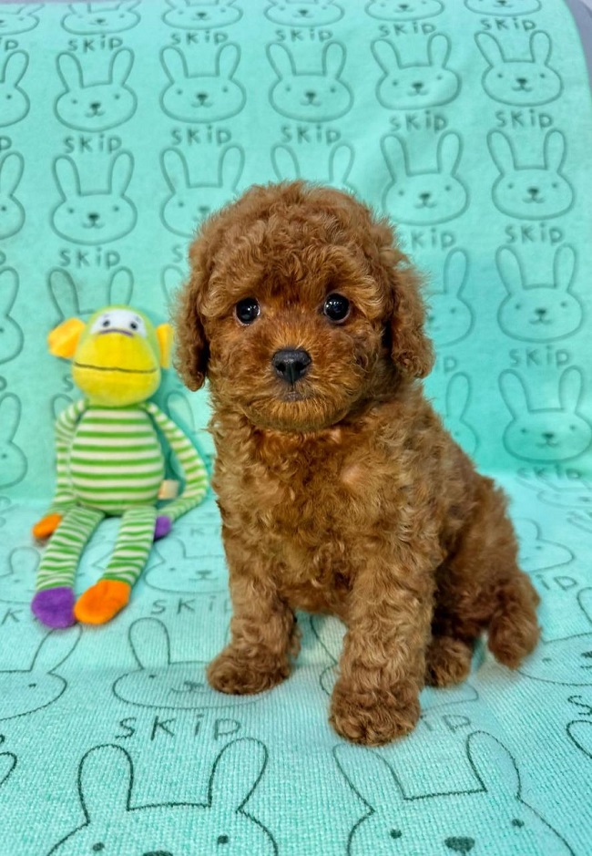 купить той пуделя