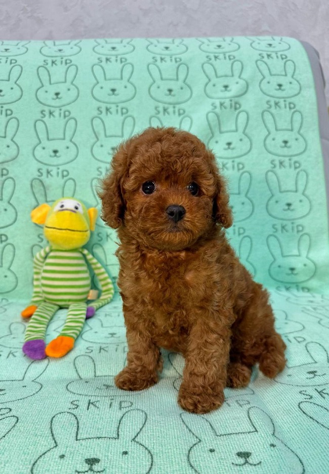 купить микро пуделя Тедди