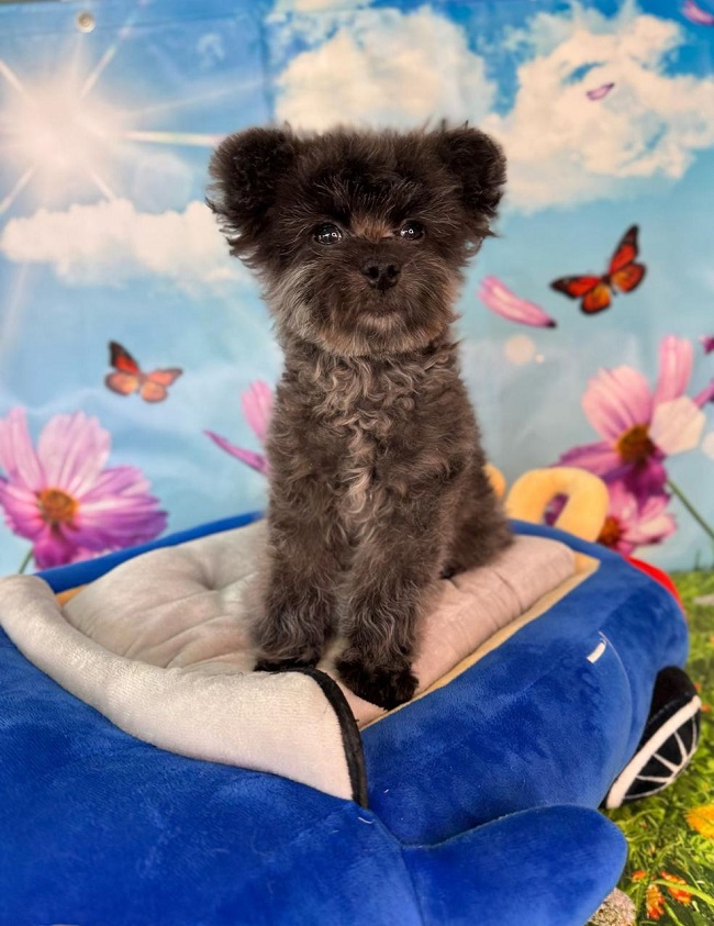 тедди пудель