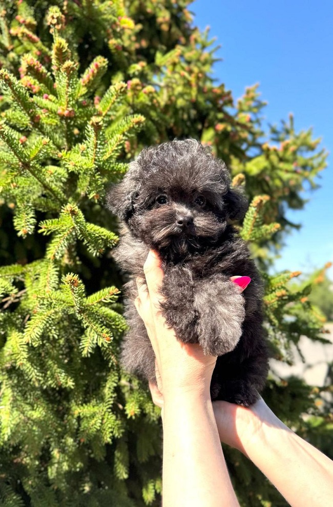 тедди пудель