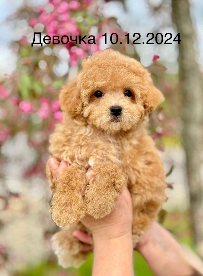 щенок мальтипу