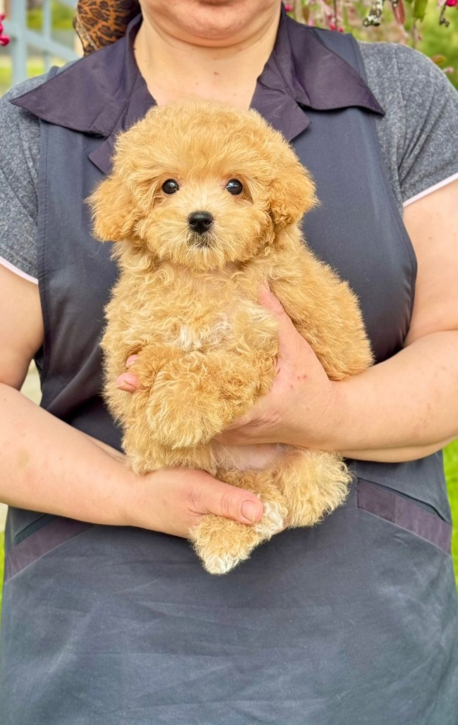 щенок мальтипу