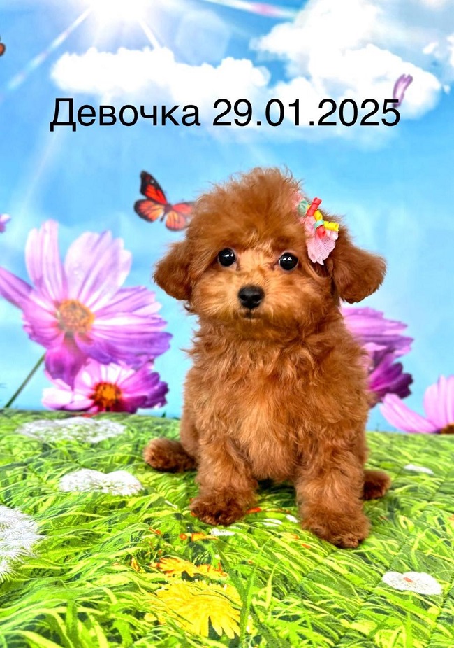 щенок мальтипу