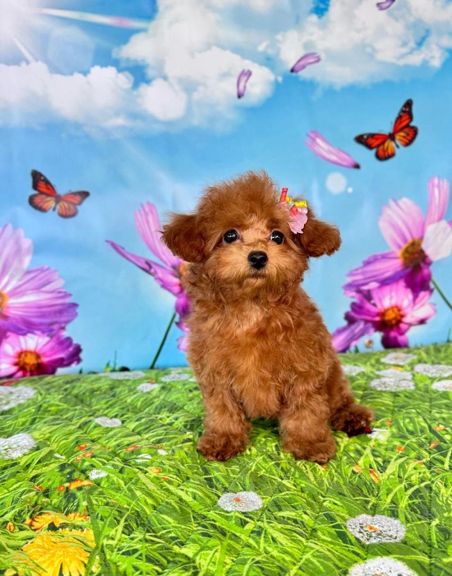 щенок мальтипу