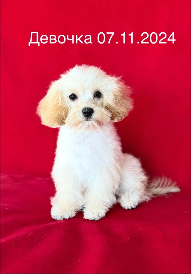 той тедди пудель