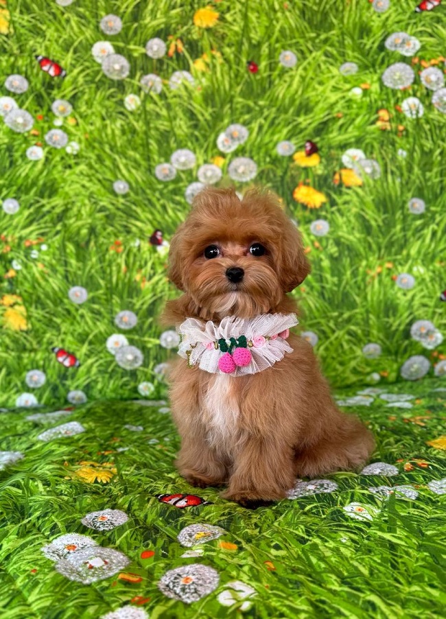 щенок мальтипу