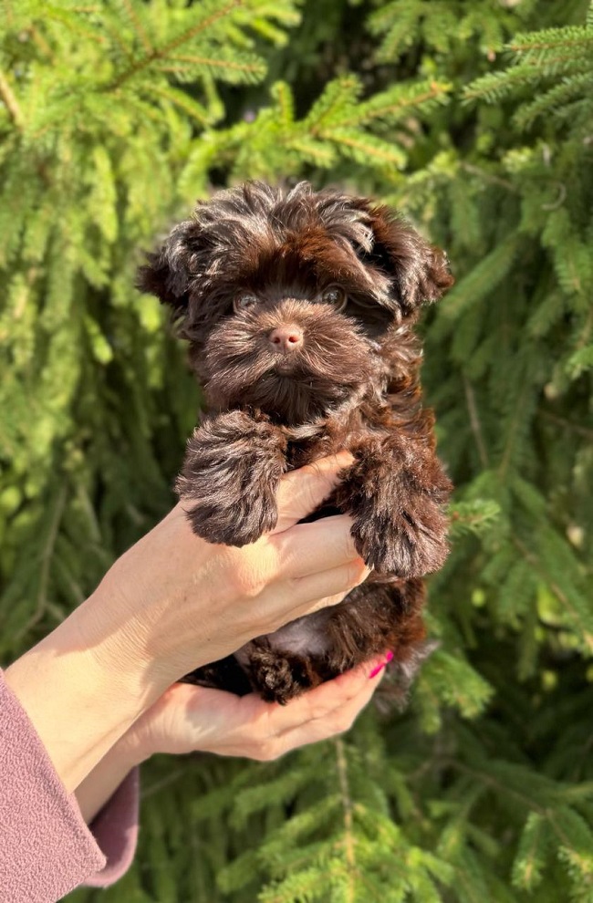 щенок мальтипу