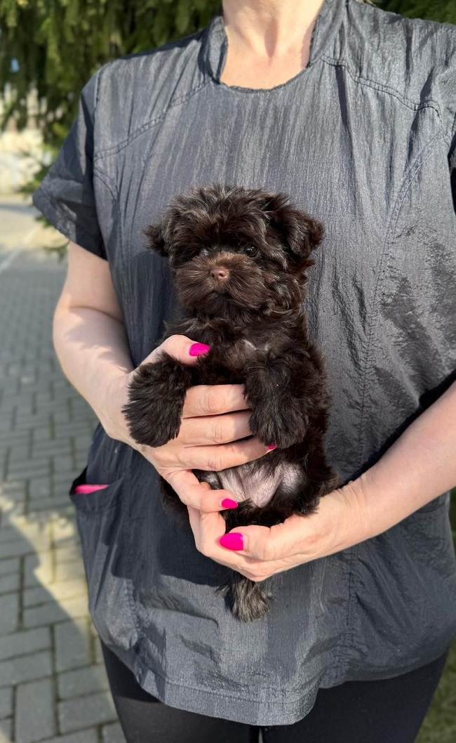 щенок мальтипу