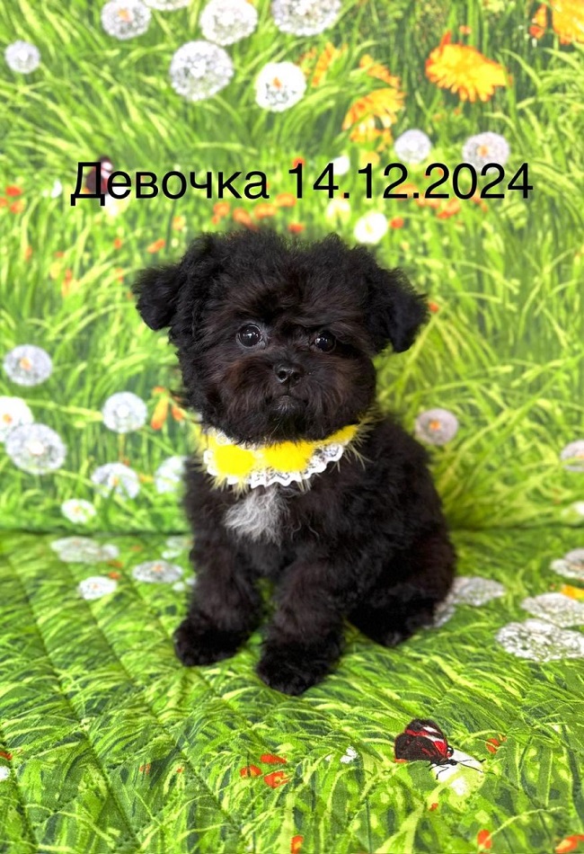 щенок мальтипу