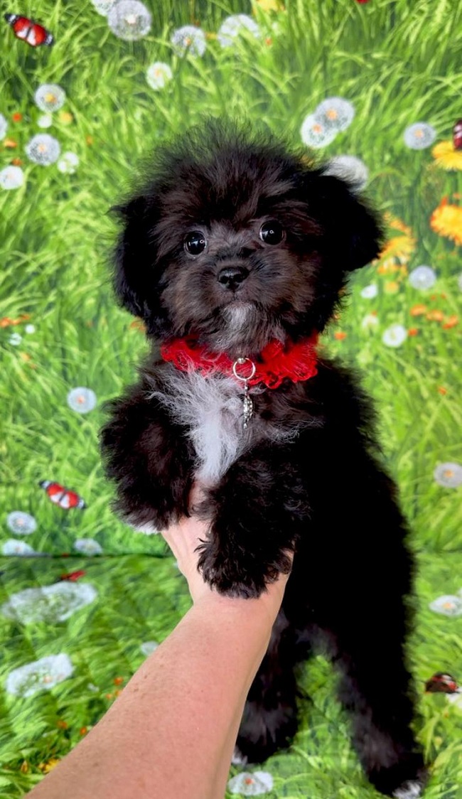 щенок мальтипу