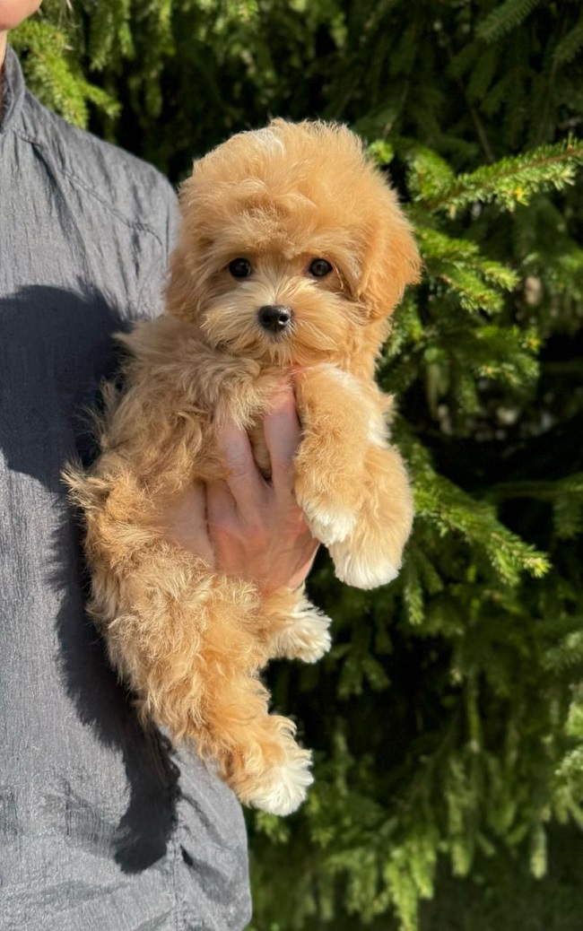 щенок мальтипу