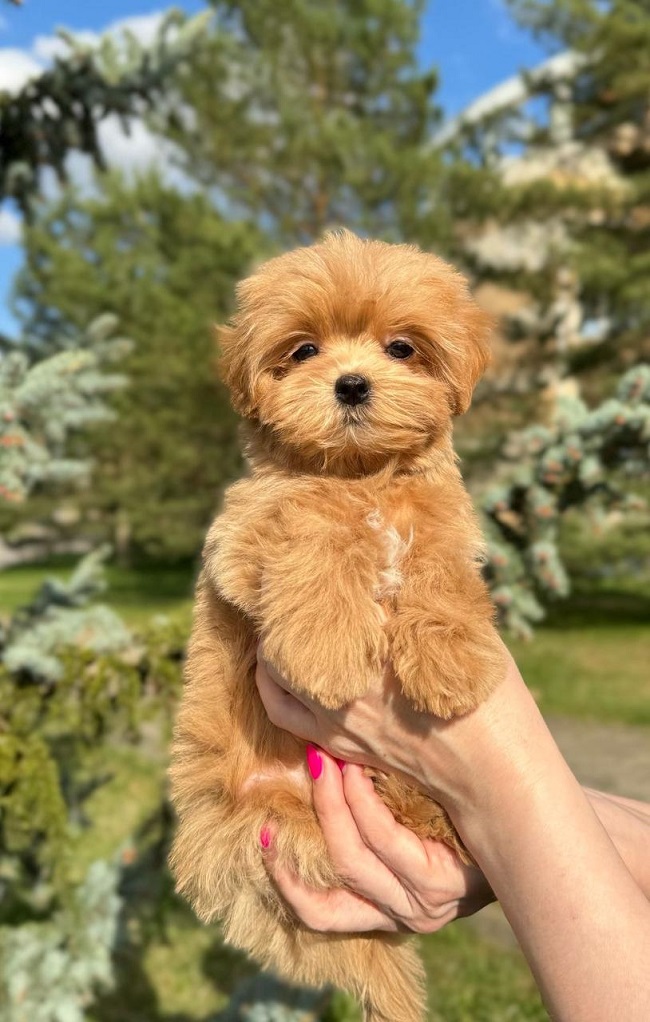 щенок мальтипу