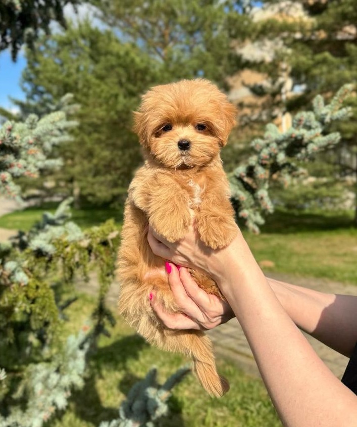 щенок мальтипу