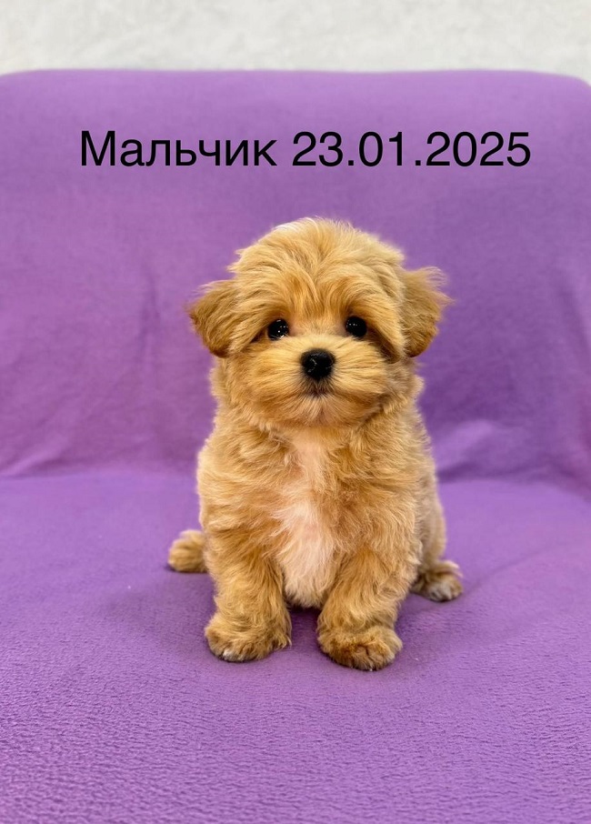 щенок мальтипу