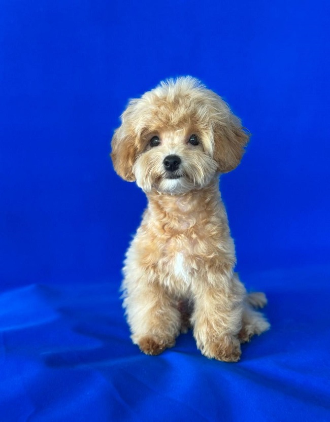 щенок мальтипу