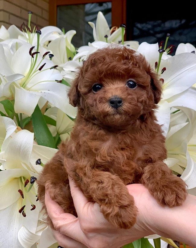 тедди пудель