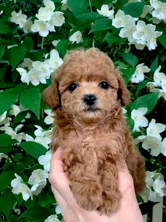 тедди пудель