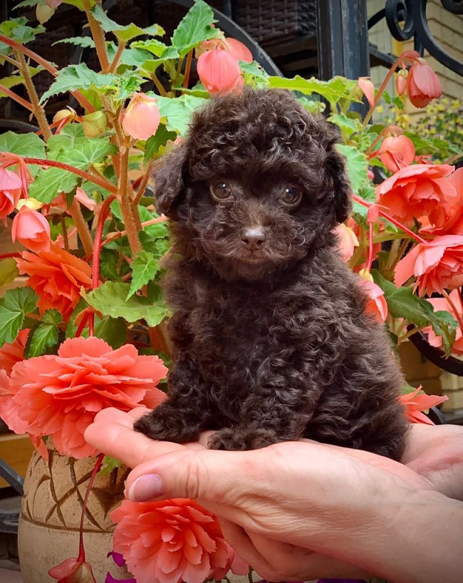 тедди пудель