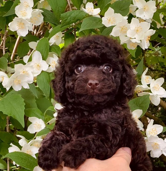 тедди пудель